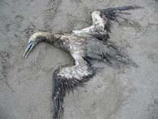 PRESTIGE PAJARO
